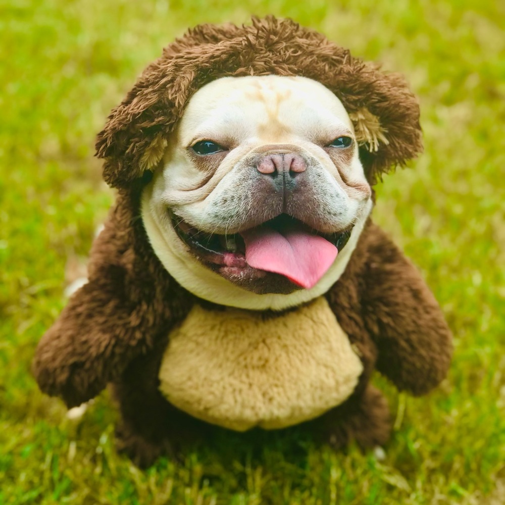 Dog Halloween costume teddy bear med